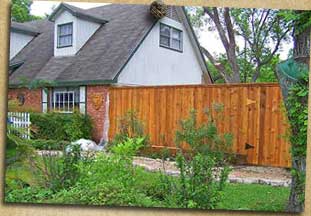 7ft Capped and stained western red cedar privacy fence
